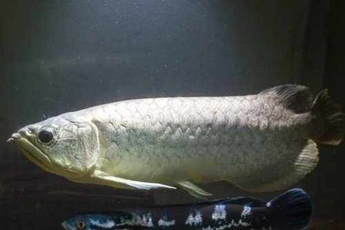 Scribbled arowana