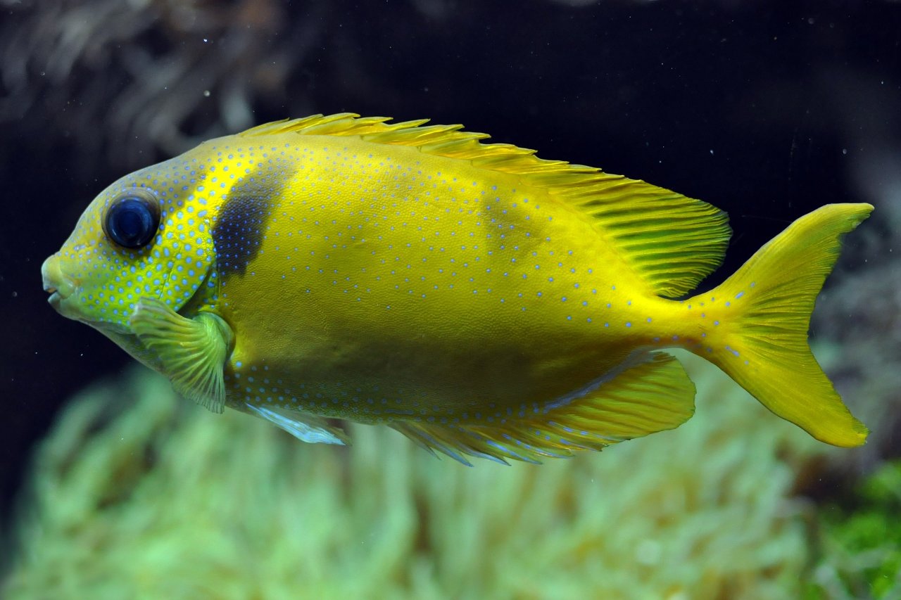 Blue-spotted spinefoot