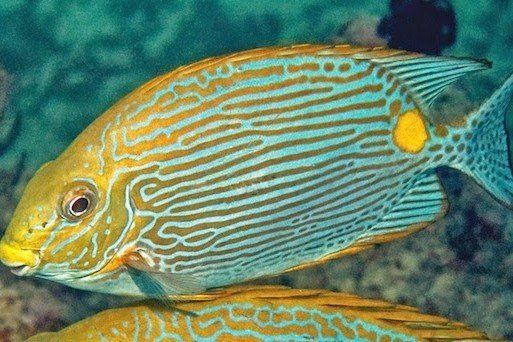 Bronze rabbitfish