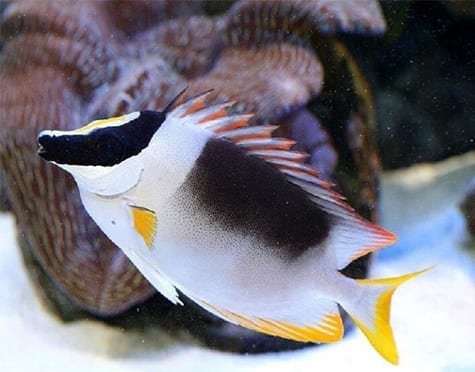 Magnificent rabbitfish