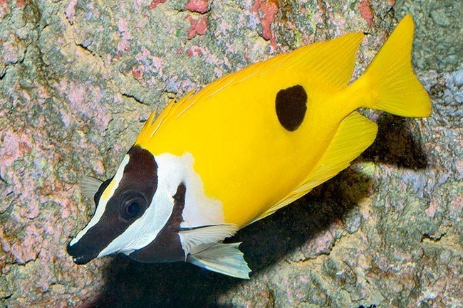 One-spot foxface rabbitfish