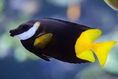 Fiji foxface rabbitfish