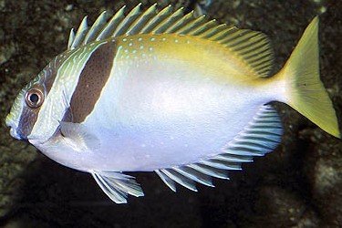 Barhead spinefoot