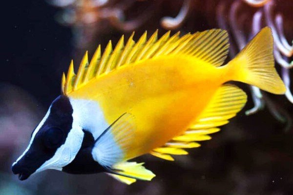Foxface rabbitfish
