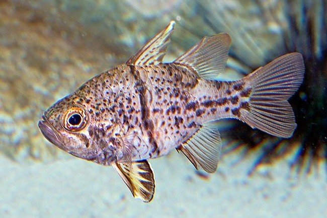 Sphaeramia orbicularis
