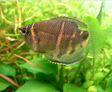 Sphaerichthys osphromenoides