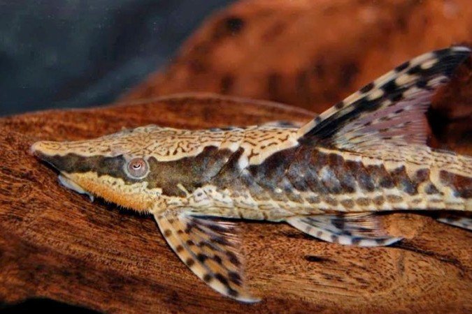 Sturisoma aureum