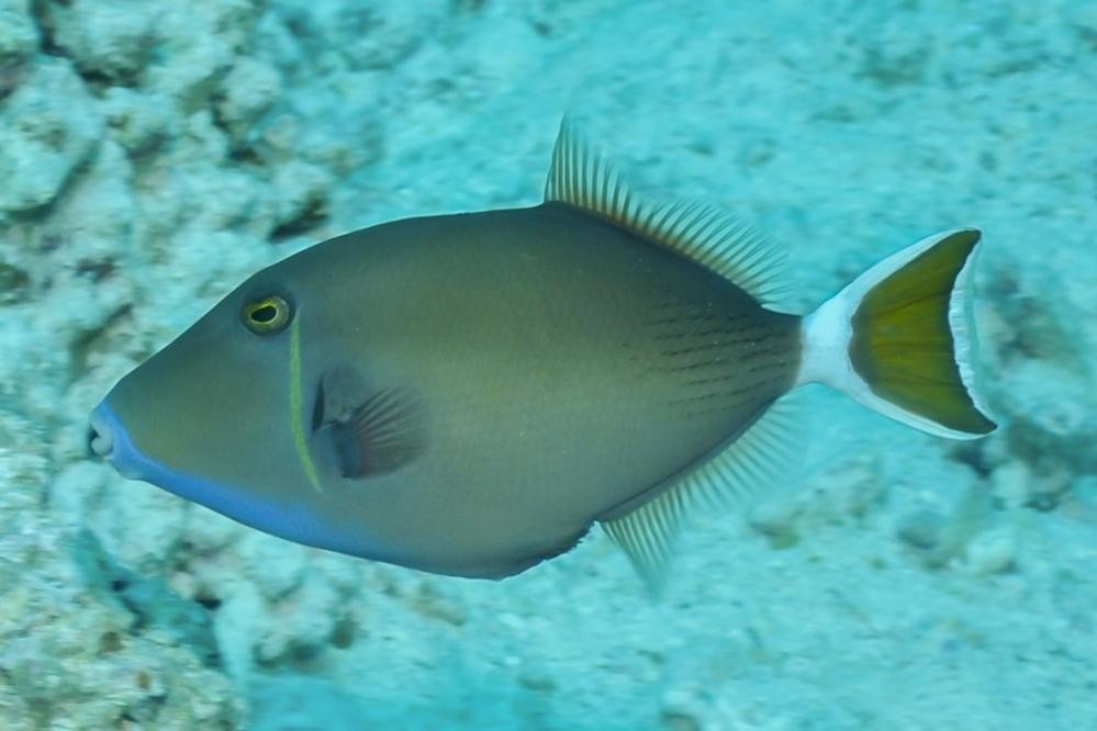 Sufflamen albicaudatum