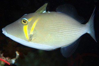 Boomerang triggerfish