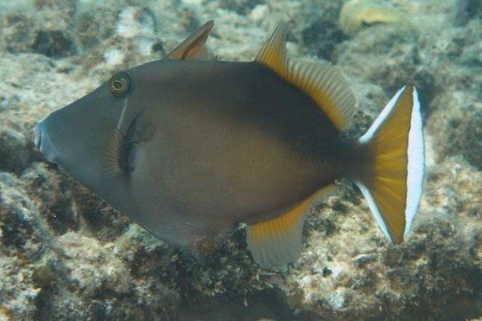 Sufflamen chrysopterum