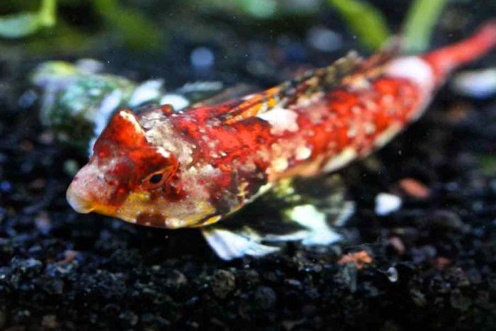 Synchiropus marmoratus