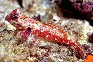 Morrison's dragonet