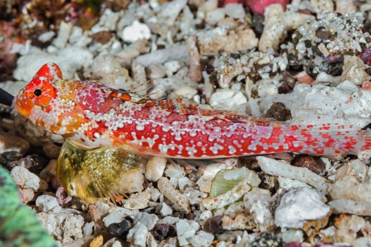 Moyer's dragonet