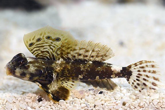 Ocellated dragonet