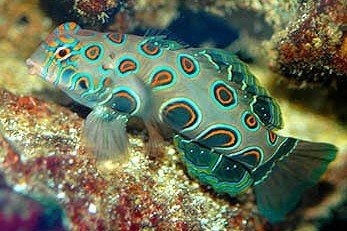 Psychedelic mandarin