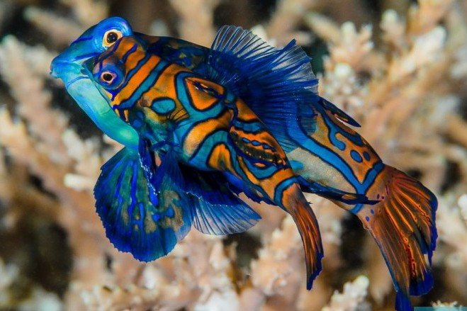 Mandarinfish