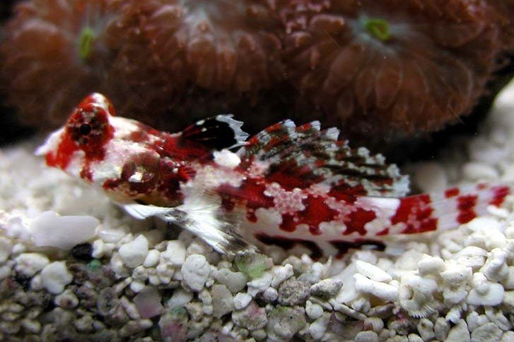 Starry dragonet