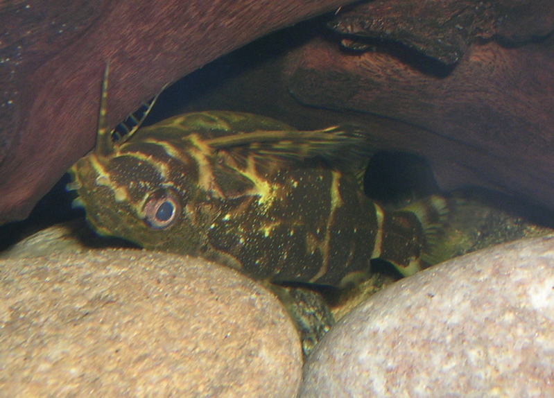 Synodontis nigriventris