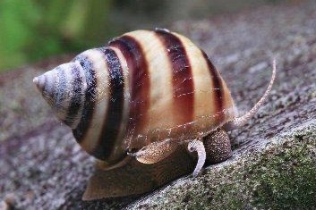Piano snail