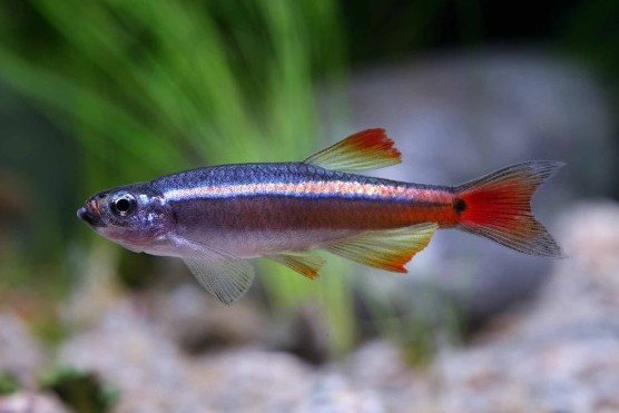 Tanichthys albonubes