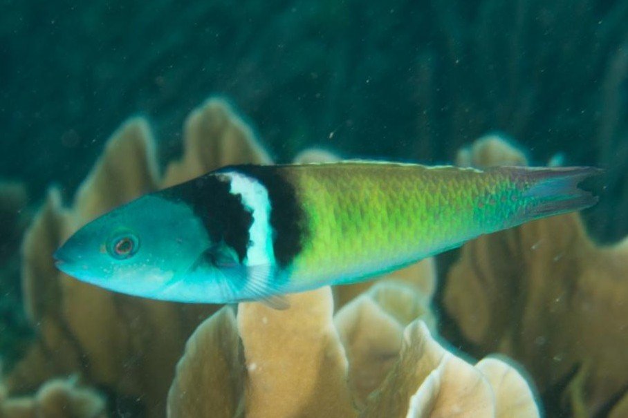 Bluehead wrasse