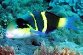 Jansen's wrasse