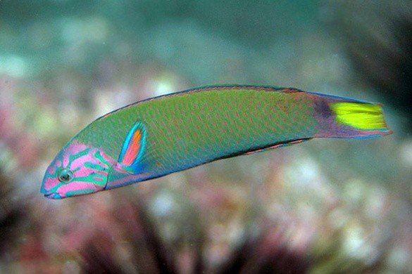 Moon wrasse