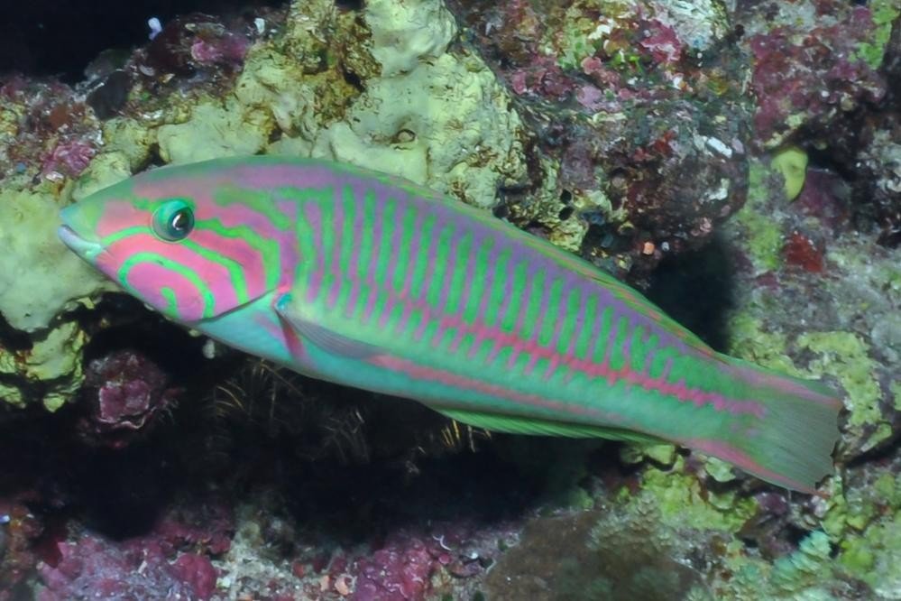 Klunzinger's wrasse
