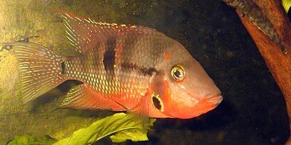 Thorichthys meeki