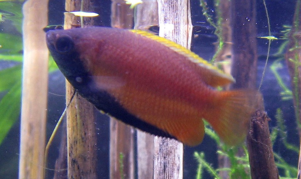 Trichogaster chuna