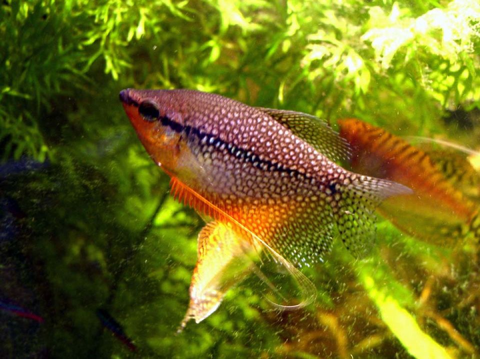 Trichogaster leerii