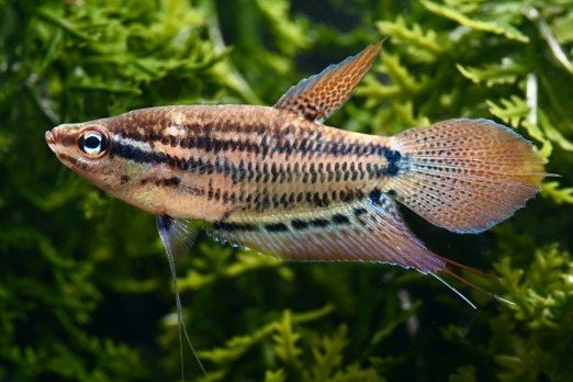 Trichopsis vittata