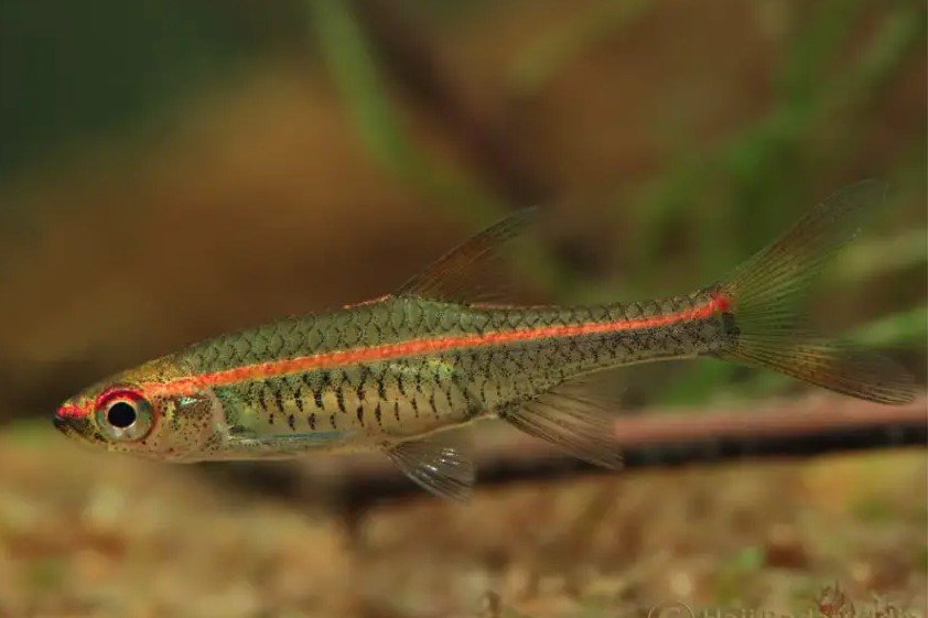 Trigonopoma pauciperforatum