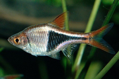 Trigonostigma heteromorpha