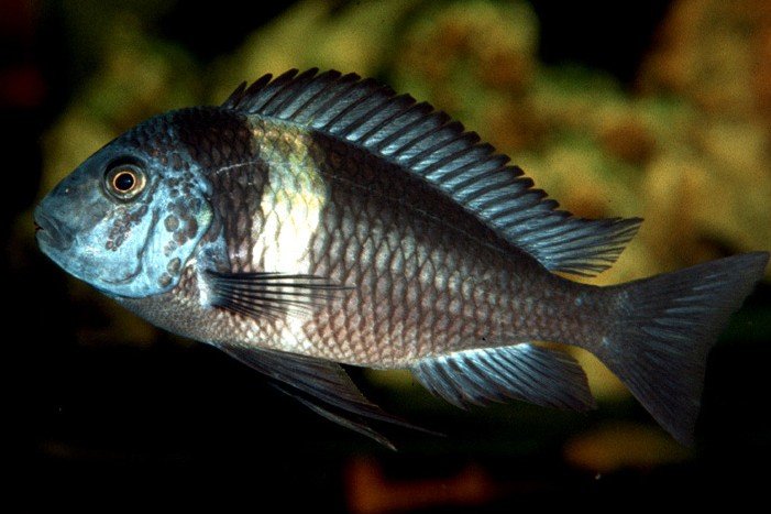 Tropheus duboisi