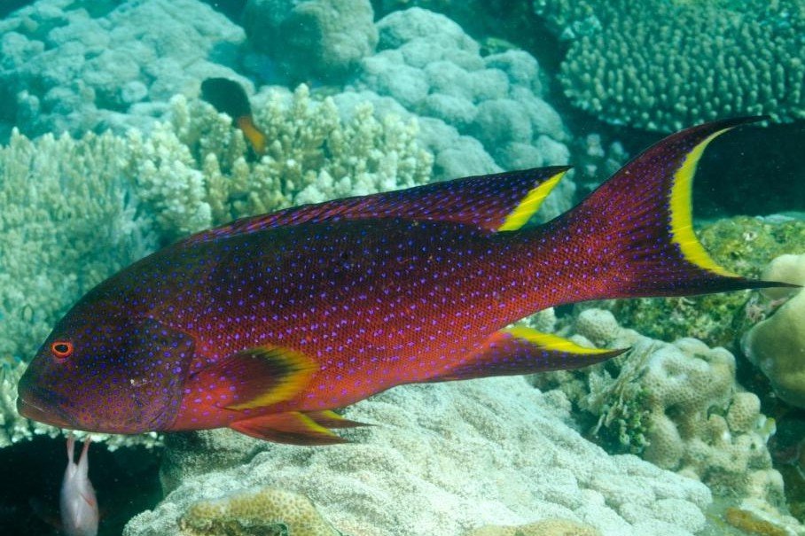 Yellow-edged lyretail