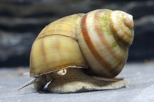 European river snail