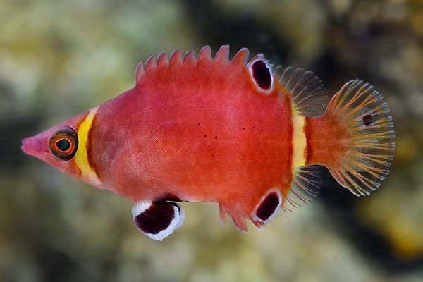 Wetmorella nigropinnata