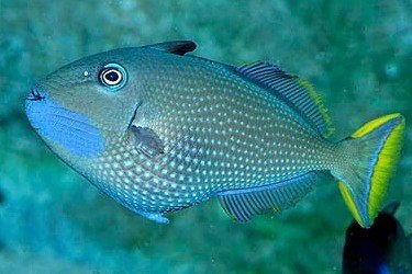 Gilded triggerfish