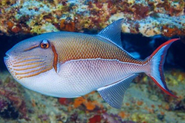 Goldenback Triggerfish