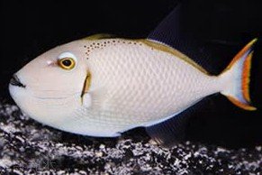 Greene's triggerfish