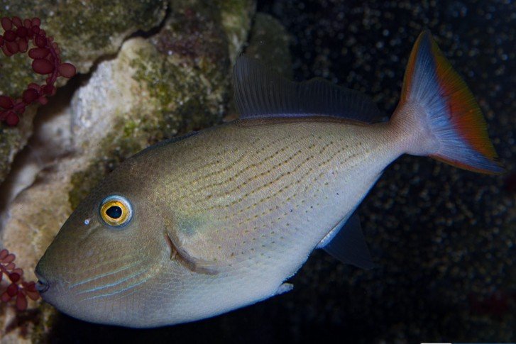 Striped triggerfish