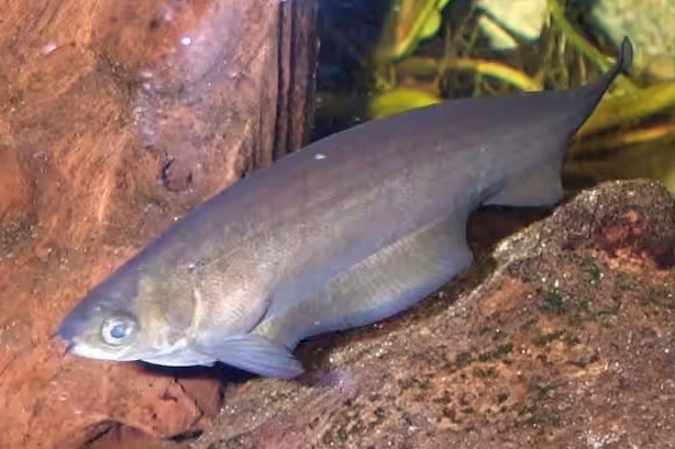 African knifefish