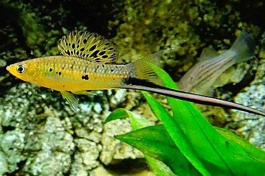 Xiphophorus montezumae