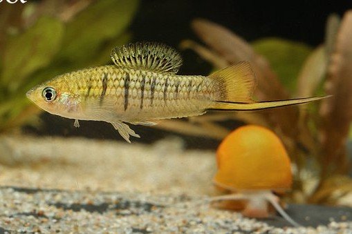 Xiphophorus nezahualcoyotl