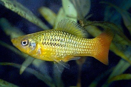 Xiphophorus variatus
