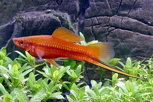 Xiphophorus hellerii