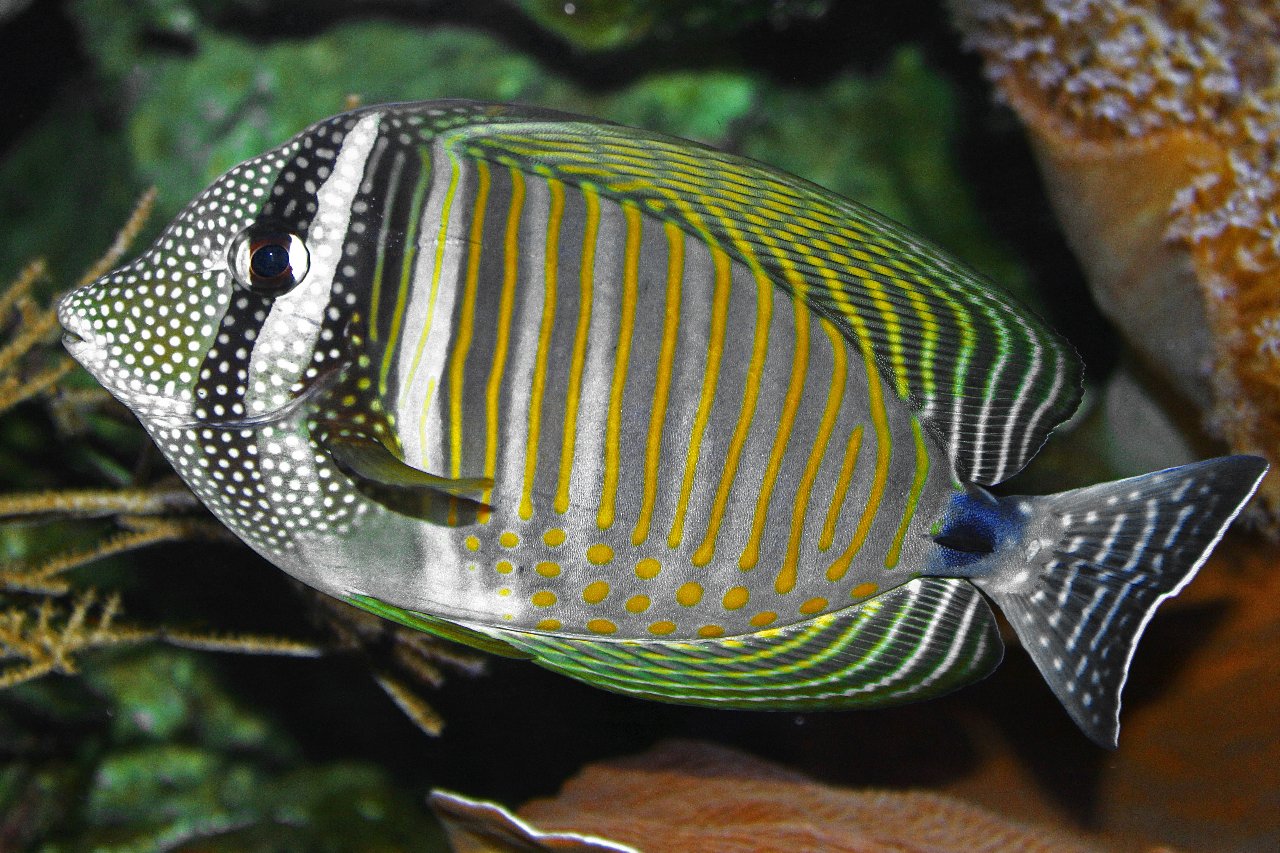Indian sailfin tang