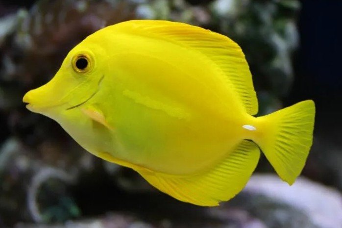 Yellow tang