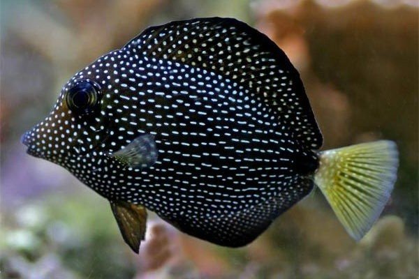 Spotted tang